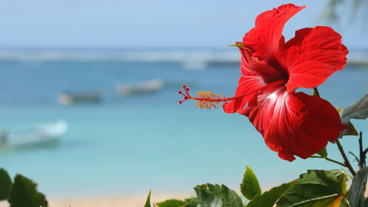 How Heavenly is Hibiscus?